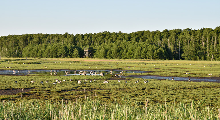 Våtmark med gäss på Öland